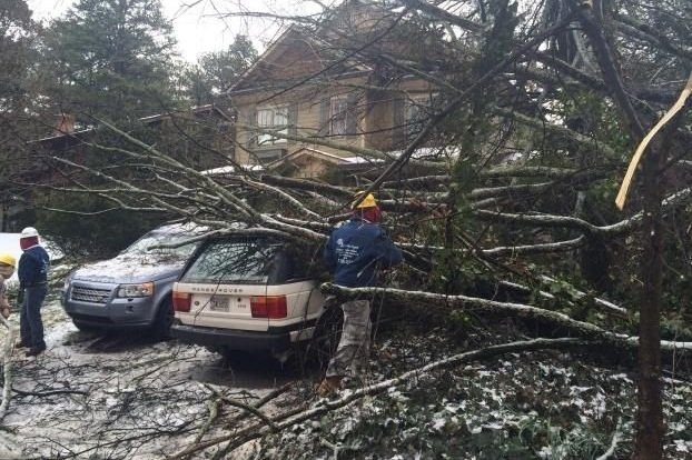 Fallen trees